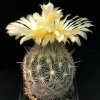 Coryphantha_echinus